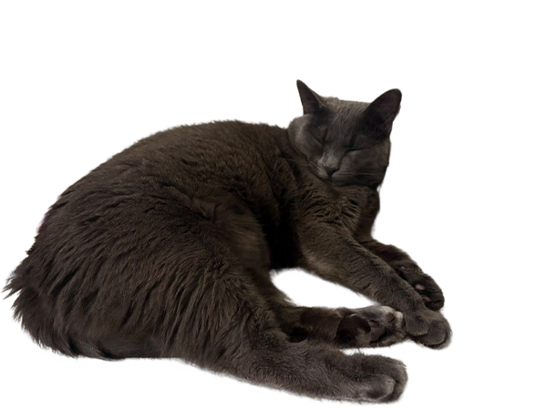 Sleeping gray cat